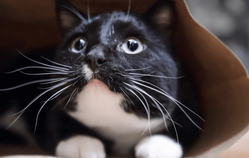 Le CBD pour les chats souffrant d&rsquo;anxiété