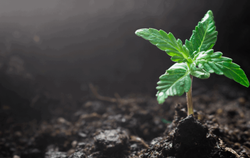 L&rsquo;huile de CBD crée-t-elle une dépendance ?