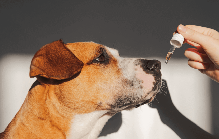 Le guide ultime du CBD pour les chiens