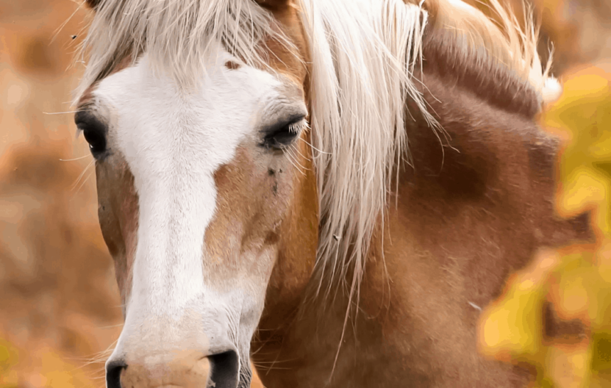 Guide du CBD pour les chevaux